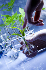 Image showing Plants and laboratory 