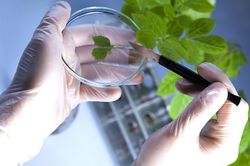 Image showing Plants and laboratory 