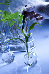 Image showing Floral science in  laboratory 