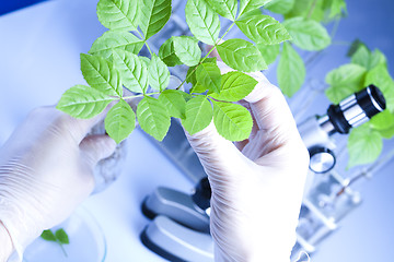 Image showing Plants and laboratory 