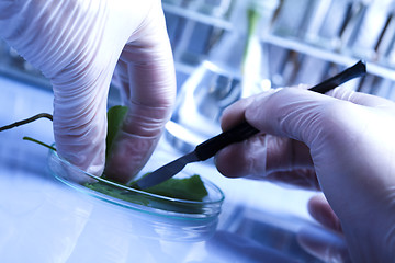 Image showing Ecology laboratory experiment in plants