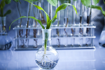 Image showing Floral science in  laboratory 