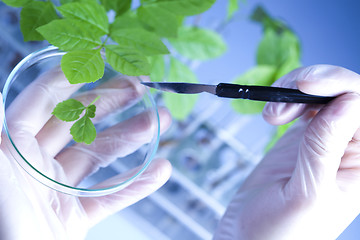 Image showing Floral science in  laboratory 