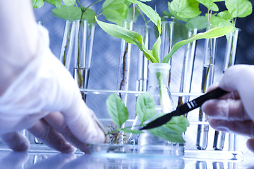 Image showing Plant laboratory