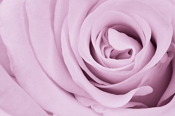 Image showing violet rose close up