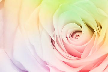 Image showing multicolor rose