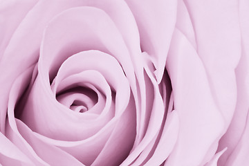 Image showing violet rose close up