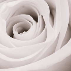 Image showing white rose close up