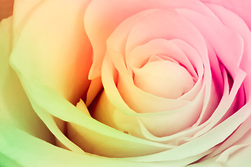 Image showing multicolor rose