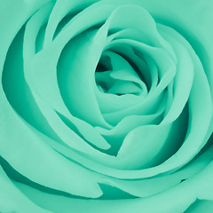 Image showing green rose close up