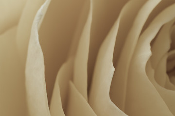 Image showing white rose macro