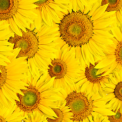 Image showing sunflower background