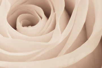 Image showing white rose close up