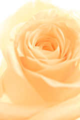 Image showing orange rose petals