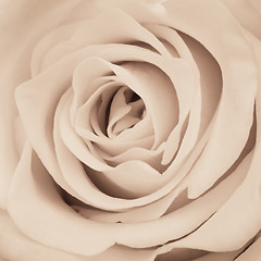 Image showing white rose close up