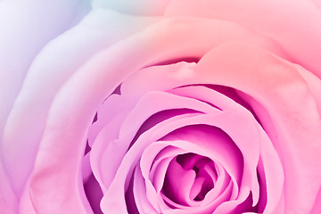 Image showing multicolor rose