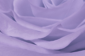 Image showing violet rose close up