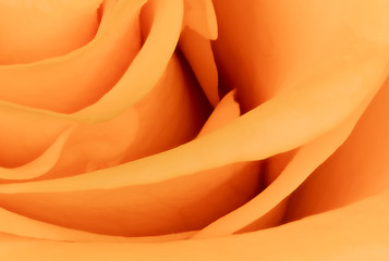 Image showing orange rose close up