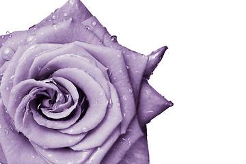 Image showing violet rose