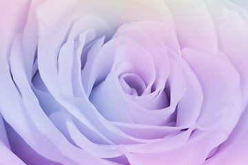 Image showing multicolor rose