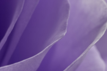 Image showing violet rose macro