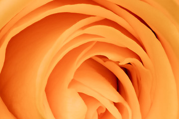 Image showing orange rose close up