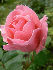 Image showing Pink wet rose