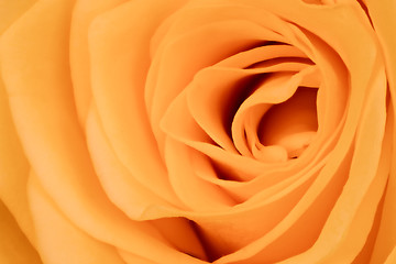 Image showing orange rose close up