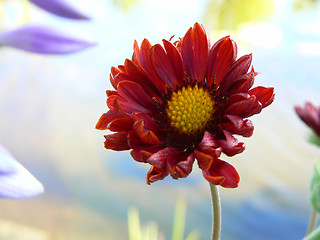 Image showing Red flower