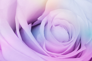 Image showing multicolor rose