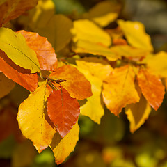 Image showing autumn foliage