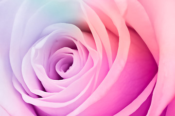 Image showing multicolor rose