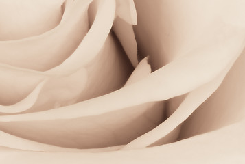 Image showing white rose close up