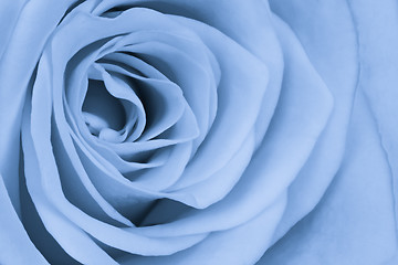 Image showing blue rose close up