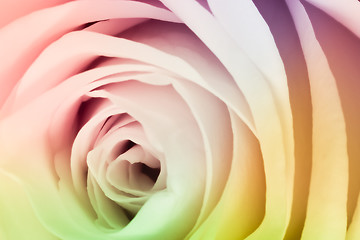 Image showing multicolor rose