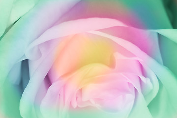 Image showing multicolor rose