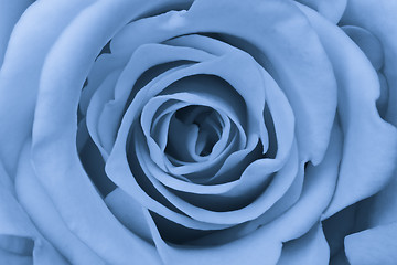 Image showing blue rose close up