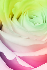 Image showing multicolor rose