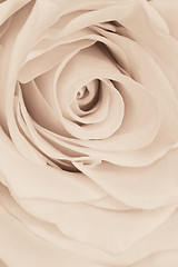 Image showing white rose close up