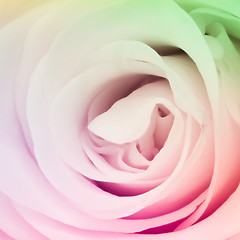 Image showing multicolor rose