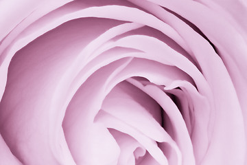 Image showing violet rose close up