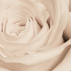 Image showing white rose close up