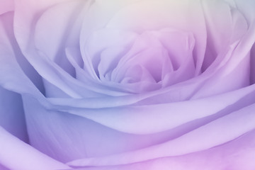 Image showing multicolor rose