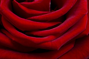 Image showing red rose