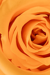 Image showing orange rose close up