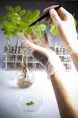 Image showing Plants and laboratory 