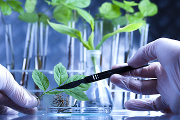 Image showing Ecology laboratory experiment in plants