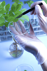 Image showing Floral science in  laboratory 