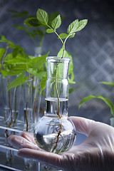 Image showing Plants and laboratory 