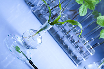 Image showing Floral science in  laboratory 